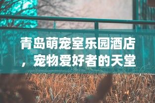 青岛萌宠室乐园酒店，宠物爱好者的天堂