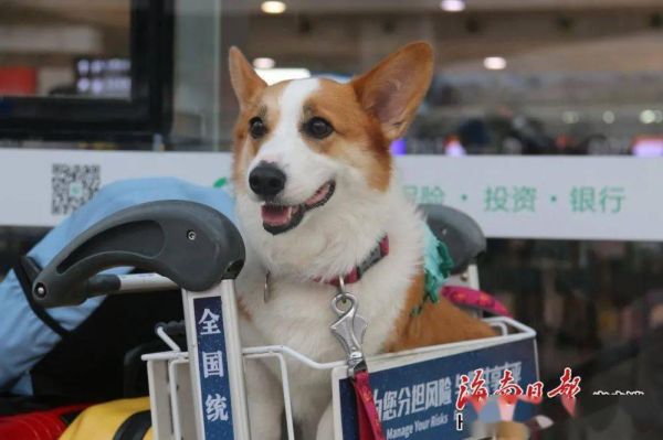 铁力萌宠乐园民宿，与可爱宠物共度的美好时光