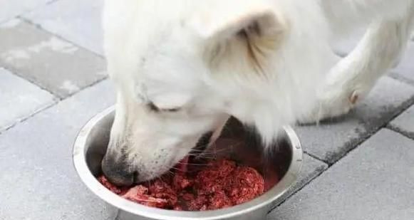 怀孕狗狗补钙吃虾米有什么好处？需要注意什么？