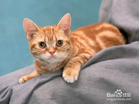 宠物猫怀孕初期,食欲增加,行为温顺。