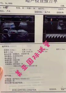 宠物怀孕,孕育新生命!
