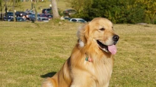 如何科学喂养金毛犬妊娠期（金毛犬妊娠期营养需求及饮食指南）