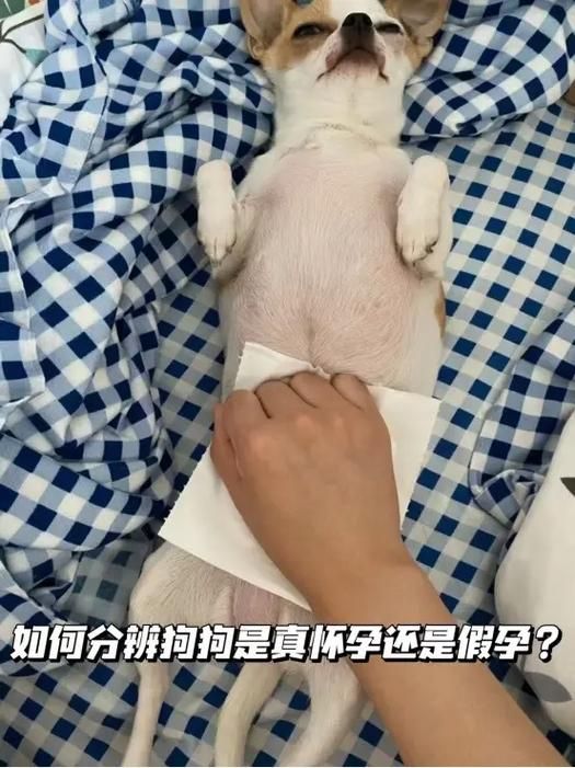 小狗一般的妊娠期为多久（狗怀孕几个月下崽）