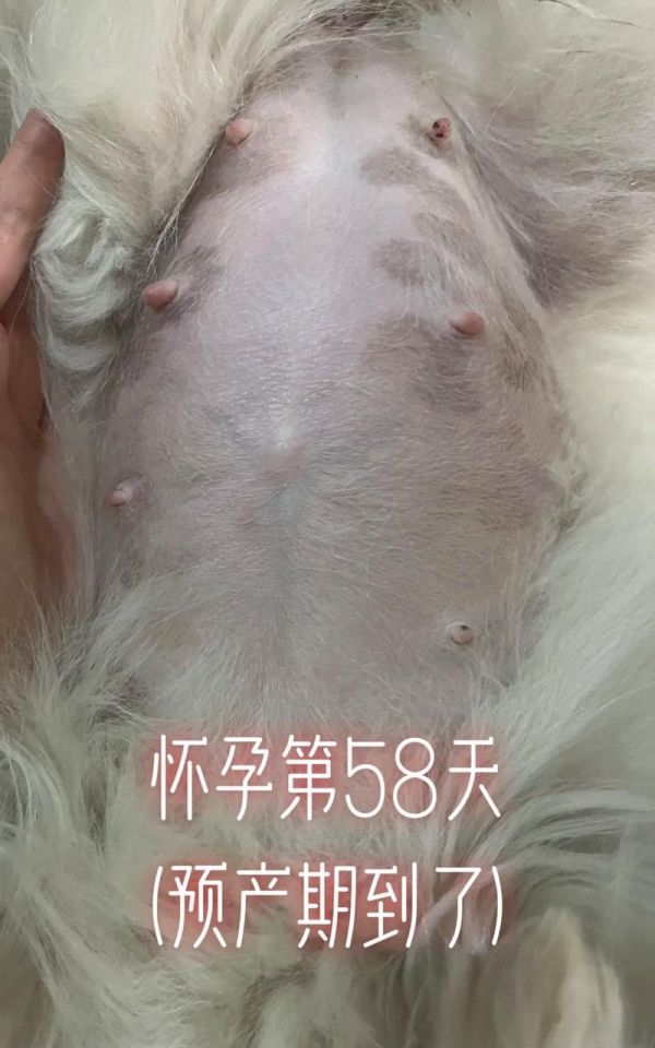 小狗一般的妊娠期为多久（狗怀孕几个月下崽）