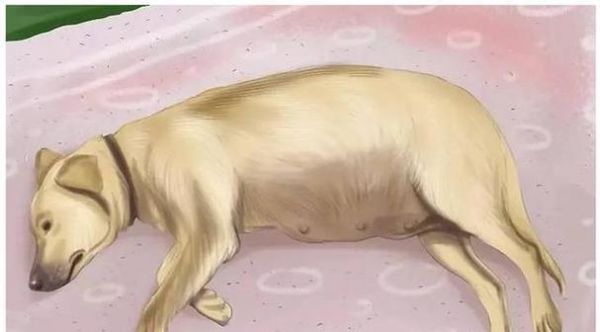 怎样喂养怀孕的宠物狗（狗狗怀孕期间的饮食和健康管理）