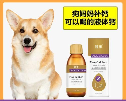 怎样喂养怀孕的宠物狗（狗狗怀孕期间的饮食和健康管理）