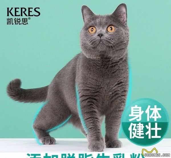为什么很多人买猫粮都会选择凯瑞思宠物食品？