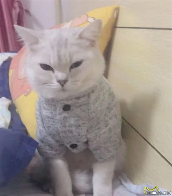 为什么很多人买猫粮都会选择凯瑞思宠物食品？