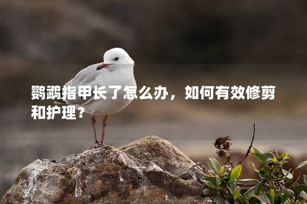 鹦鹉指甲长了怎么办，如何有效修剪和护理？
