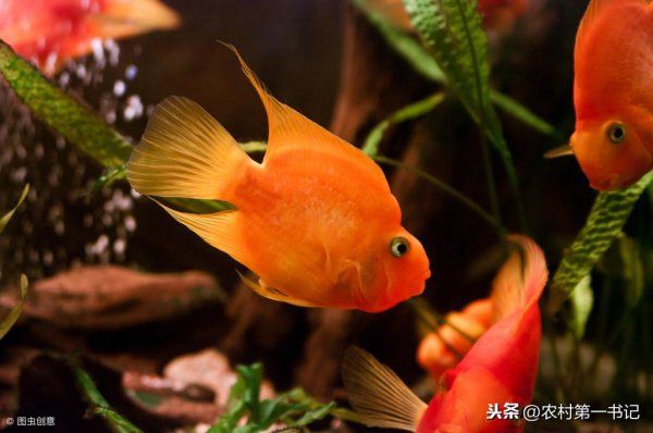 鹦鹉鱼怎么分公母图解