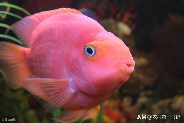 鹦鹉鱼怎么分公母图解
