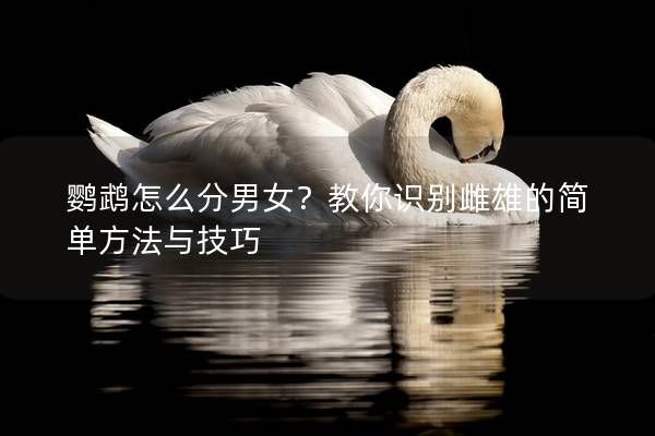 鹦鹉怎么分男女？教你识别雌雄的简单方法与技巧