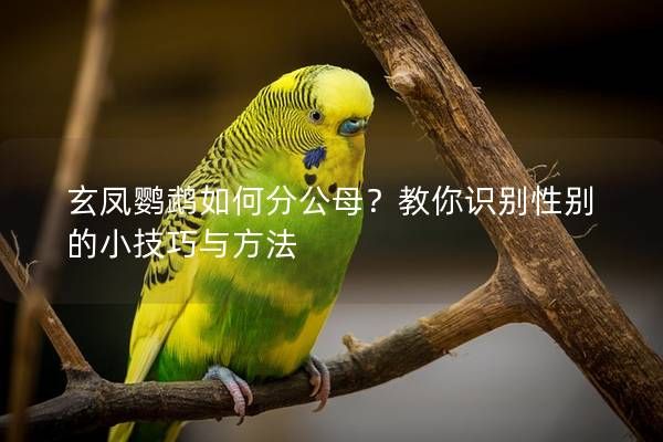 玄凤鹦鹉如何分公母？教你识别性别的小技巧与方法