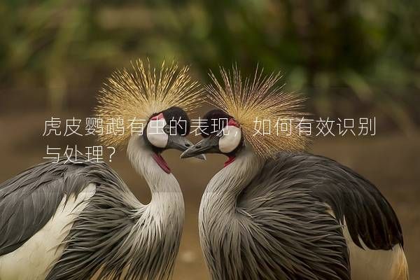 虎皮鹦鹉有虫的表现，如何有效识别与处理？