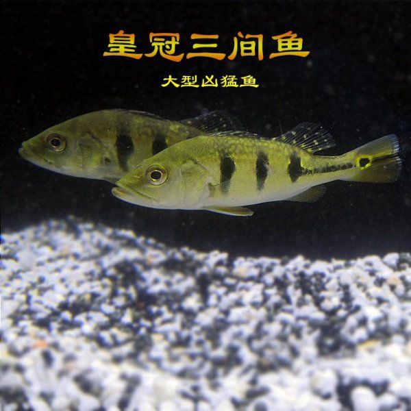 淡水观赏鱼有哪些品种