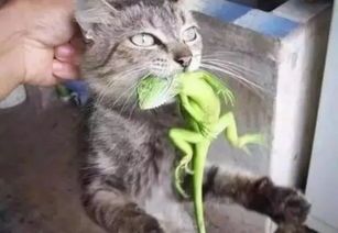 “猫闯蜥蜴窝,主人神操作,网友惊呼:宠物界奇观!”