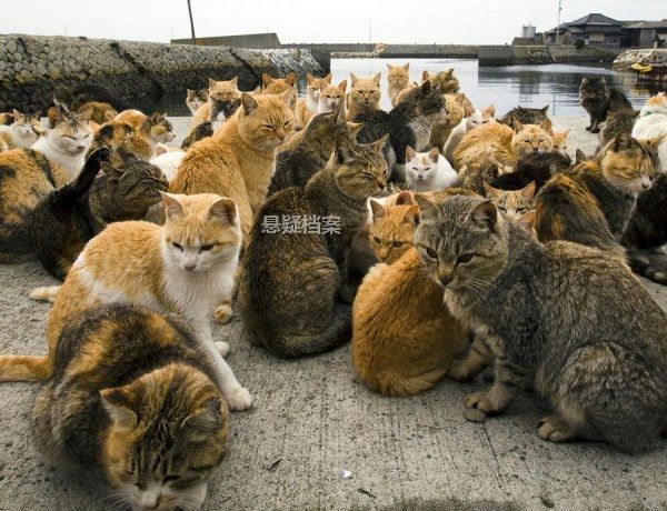 “猫闯蜥蜴窝,主人神操作,网友惊呼:宠物界奇观!”