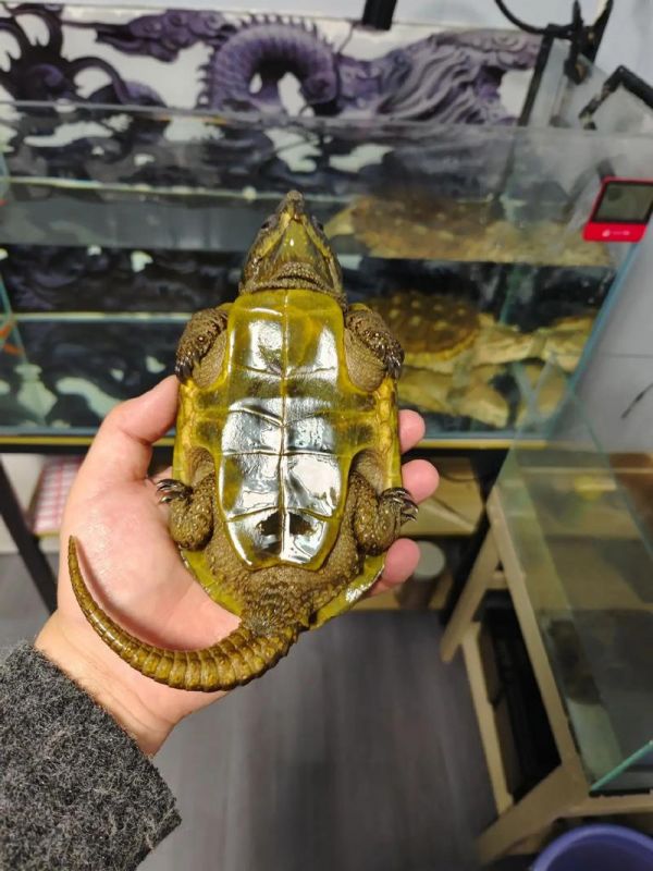 鹰嘴龟如何饲养