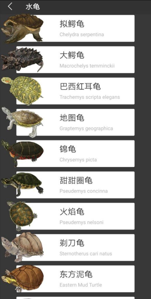 龟的分类有哪些,常规的宠物龟有哪些种类