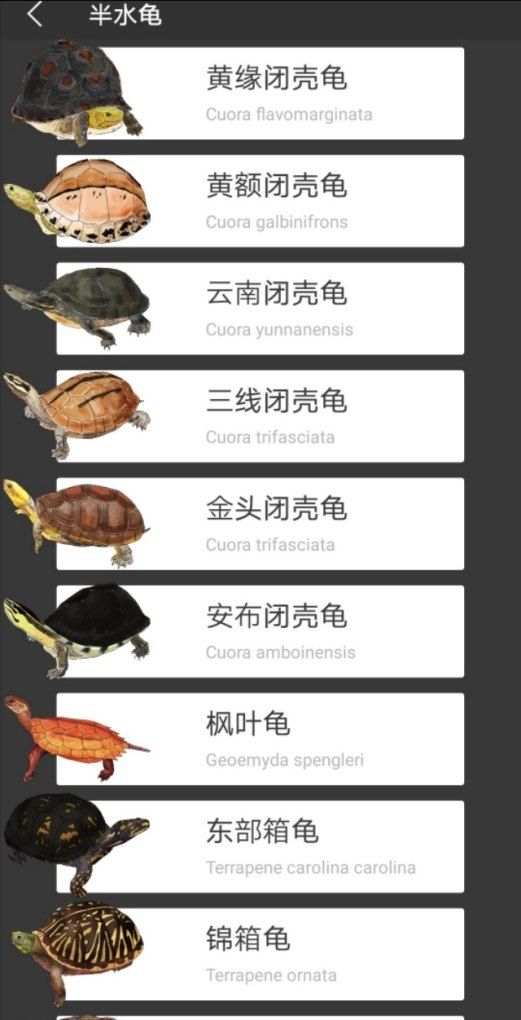 龟的分类有哪些,常规的宠物龟有哪些种类