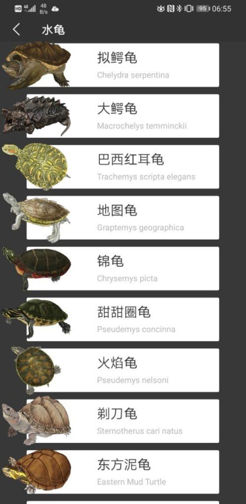 龟的分类有哪些,常规的宠物龟有哪些种类