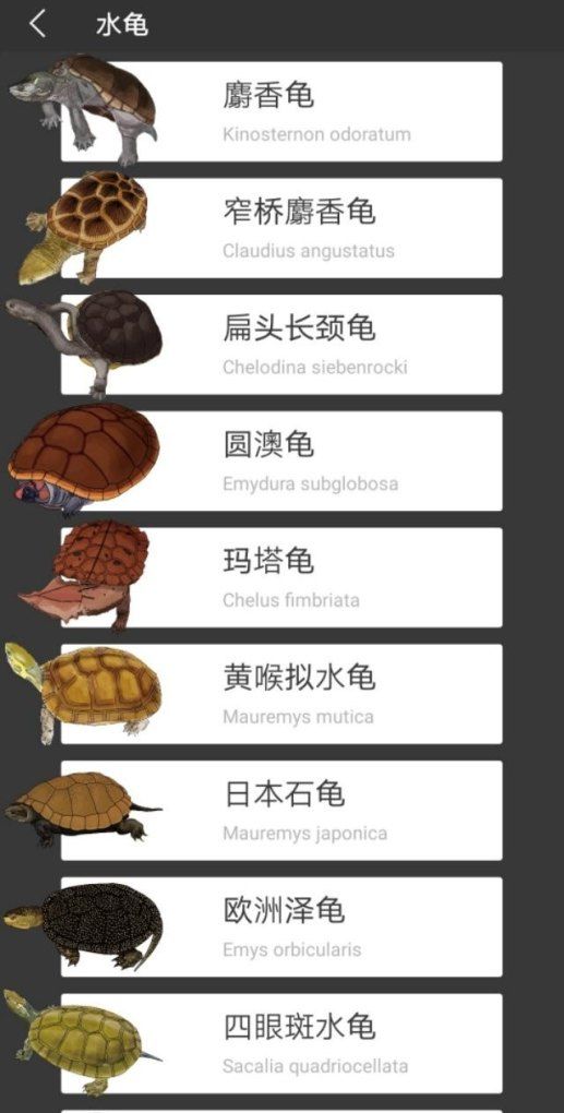 龟的分类有哪些,宠物龟有哪些种类的