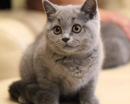 四个月英国短毛猫，营养食谱推荐！