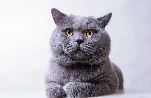 四个月英国短毛猫，营养食谱推荐！