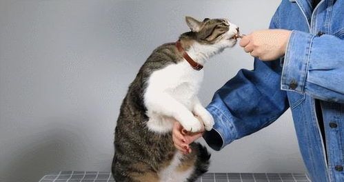 猫咪增肥食谱推荐