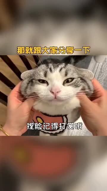 猫咪增肥食谱推荐