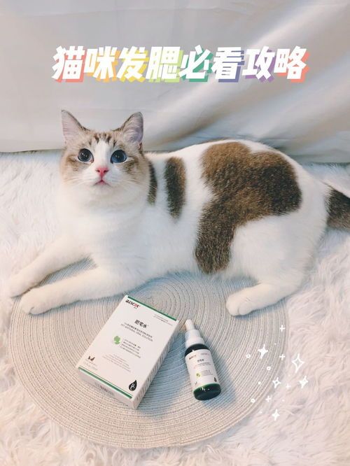 宠物增肥发腮食谱推荐