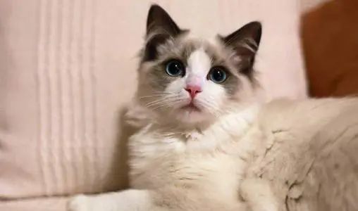 猫咪减肥食谱推荐,健康美味两不误!