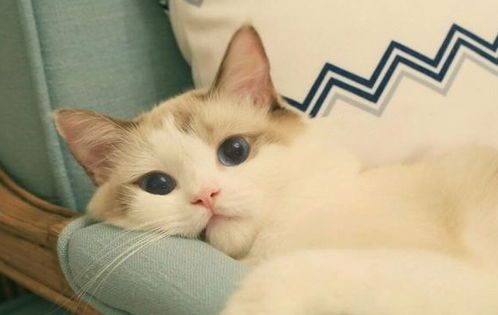 猫咪减肥食谱推荐,健康美味两不误!