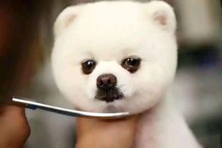 宠物美毛食谱推荐