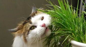 猫咪食谱：燕麦的正确喂食方法与注意事项