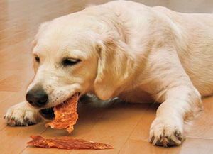 猫咪食谱：燕麦的正确喂食方法与注意事项
