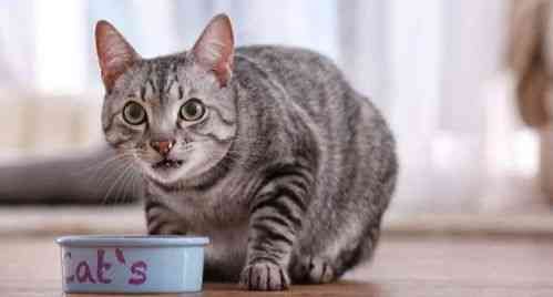 猫咪食谱：燕麦的正确喂食方法与注意事项