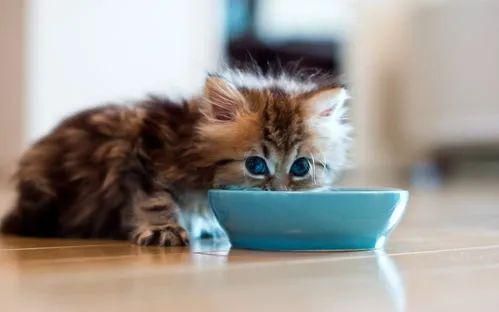 猫咪食谱：燕麦的正确喂食方法与注意事项
