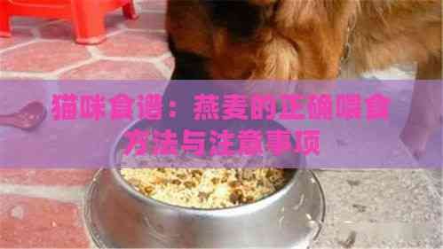 猫咪食谱：燕麦的正确喂食方法与注意事项