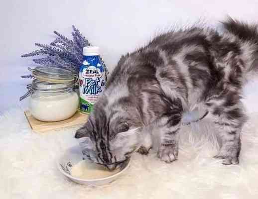猫咪食谱：燕麦的正确喂食方法与注意事项