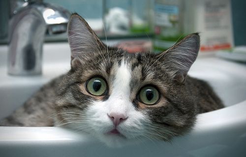 猫咪产后营养食谱推荐