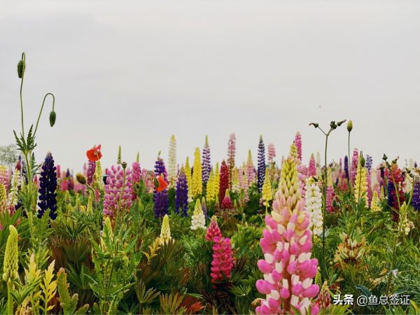 镇江室外萌宠乐园，与自然共呼吸，与宠物共快乐