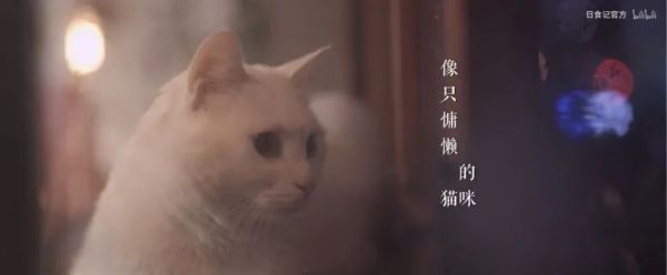 萌宠饭宠物乐园，打造最佳宠物体验天堂
