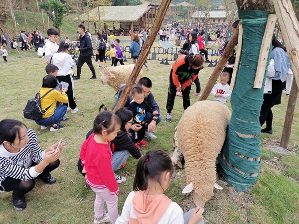 繁花中心萌宠乐园，与可爱宠物共度的欢乐时光