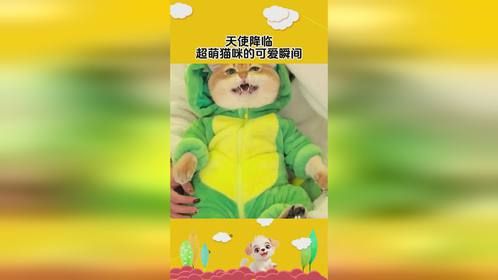 天使降临：超萌猫咪的可爱瞬间