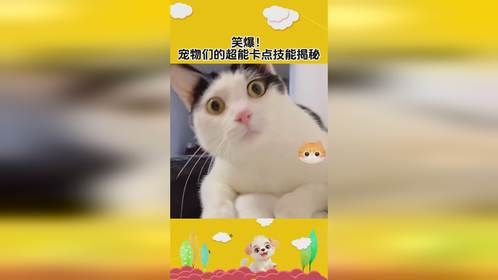 笑爆！ 宠物们的超能卡点技能揭秘