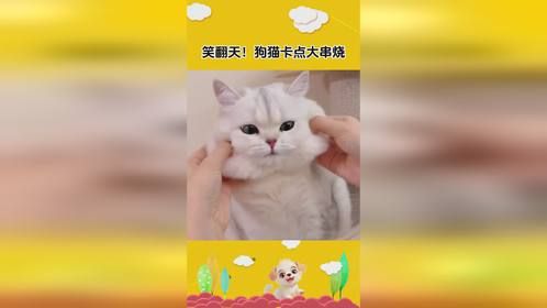 笑翻天！狗猫卡点大串烧