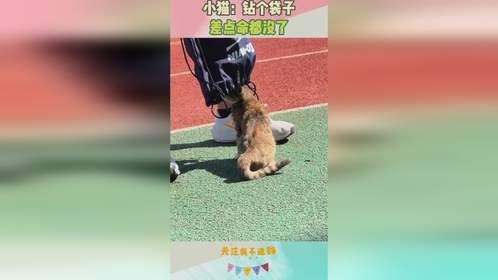 小猫：钻个袋子，差点命都没了