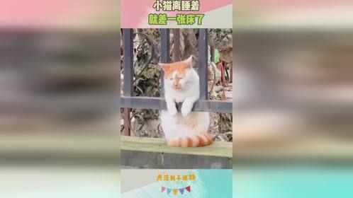 小猫离睡着，就差一张床了