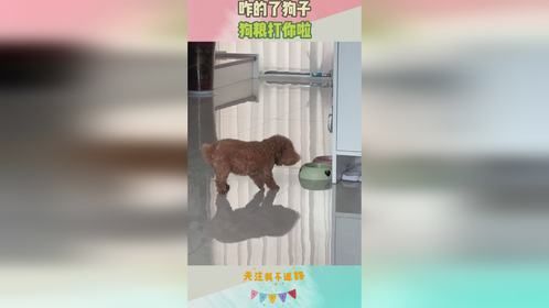 咋的了狗子，狗粮打你啦